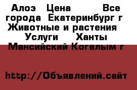 Алоэ › Цена ­ 150 - Все города, Екатеринбург г. Животные и растения » Услуги   . Ханты-Мансийский,Когалым г.